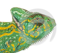 Headshot of a Yemen chameleon - Chamaeleo calyptratus - isolated