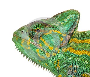 Headshot of a Yemen chameleon - Chamaeleo calyptratus - isolated