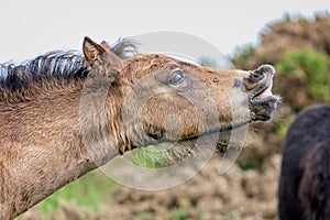 Headshot of young Dartmoor pony braying on Dartmoor