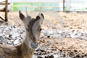 Headshot of Young fawn spotted deer or chitals portrait in a zoo. Wildlife and animal photo