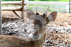 Headshot of Young fawn spotted deer or chitals portrait in a zoo. Wildlife and animal photo