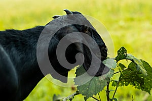 Headshots of the black goat, when he feeding alone on field