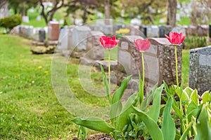 Headstones in a cemetary