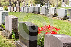 Headstones in a cemetary