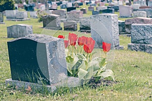 Headstones in a cemetary