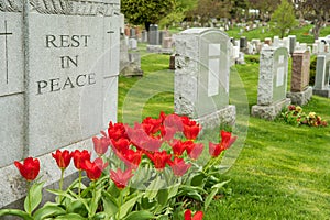 Headstones in a cemetary with red tulips