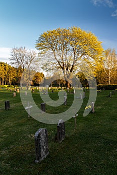 Headstones and tree at graveyard