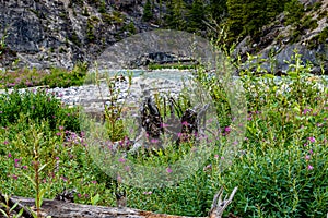 Heady Brewster Banff National Park Alberta Canada