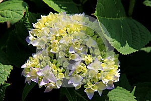 Heady fragrance of Hydrangea bush