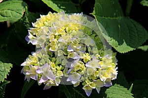 Heady fragrance of Hydrangea bush photo