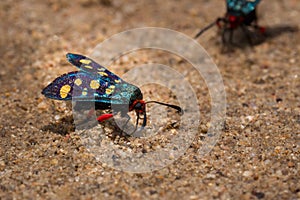 Heady Maiden moth Amata cerbera, Kruger National Park photo