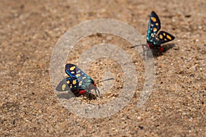 Heady Maiden moth Amata cerbera, Kruger National Park photo