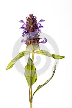 Heal All - Prunella vulgaris