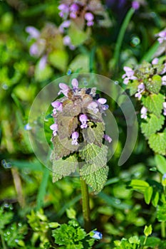 Heal-All, Prunella vulgaris