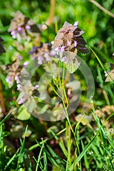 Heal-All, Prunella vulgaris