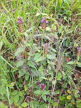 Heal-all or Woundwort - Prunella vulgaris, Norfolk, England, UK