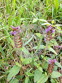 Heal-all or Woundwort - Prunella vulgaris, Norfolk, England, UK