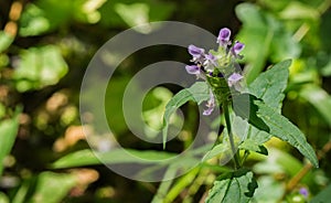 Heal-all â€“ Prunella vulgaris