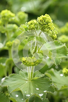 Healing Alchemilla vulgaris