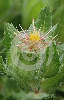 Healing blessed thistle flower blooming