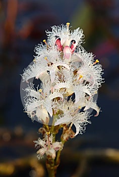 Healing bogbean flower in spring blossom