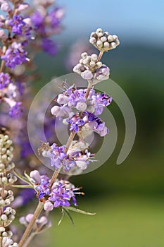 Healing chaste tree violet blooming