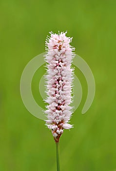 Healing common bistort flower Bistorta major