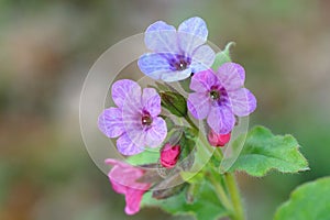 Healing common lungwort during spring