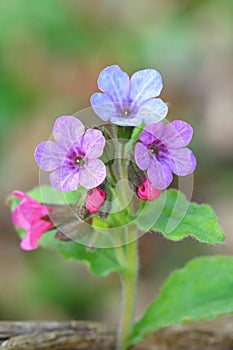 Healing common lungwort during spring
