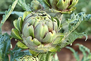 Healing Cynara cardunculus