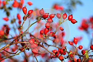 Healing dog rose Rosa canina with many rosehips