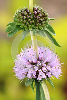 Healing flower Mentha cervina blooming