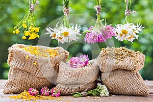 Healing herbs bunches and hessian bags with dried plants