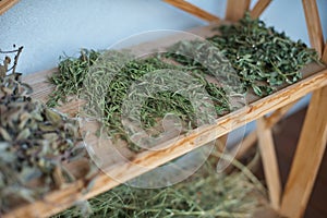 healing herbs drying on rack. Herbal medicine photo