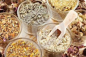 Healing herbs in glass cups, herbal medicine photo