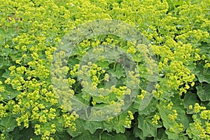 Healing herbs plant Alchemilla vulgaris, Alchemilla Glaucescens, Alchemilla mollis, the garden lady`s-mantle or lady`s-mantle in