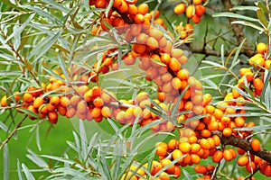 Healing Hippophae rhamnoides