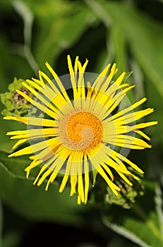 Healing Inula helenium