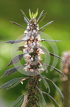 Healing Leonurus cardiaca