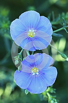 Healing linen Linum perenne