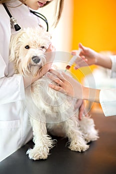 Healing Maltese dog with injection in vet ambulant