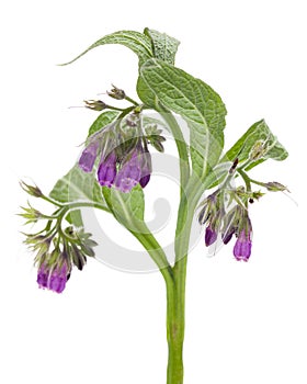 Healing plants: Comfrey Symphytum officinale L. detail against a white background photo