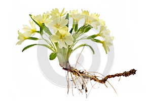 Tratamiento plantas primavera entero planta en blanco 