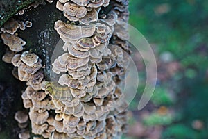 Healing Medicinal Trametes Versicolor or Turkey Tail Mushrooms in wild forest photo
