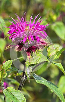 Healing Monarda didyma