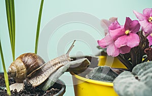 Healing mucus. Cosmetics and snail mucus. Cute snail near green plant. Natural remedies. Adorable snail close up. Little