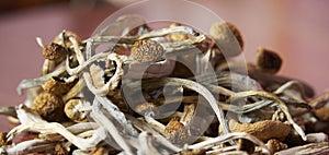 Healing Mushrooms on a table