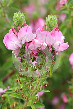 Healing Ononis spinosa