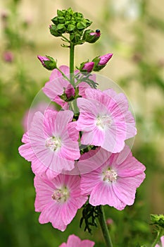 Healing pink flower Malva alcea photo