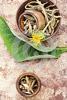 Healing plant inula